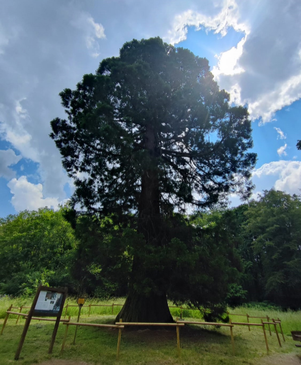 Bild "Touren:tour_mammutbaum_bild1.jpg"