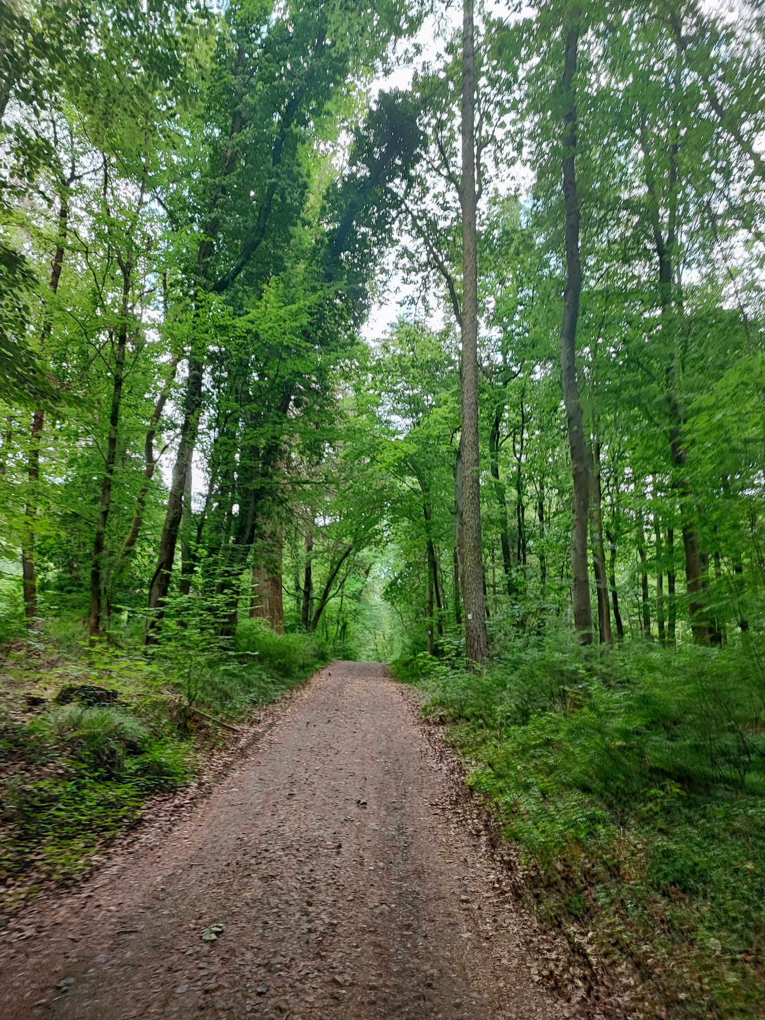 Bild "Touren:tour_mammutbaum_bild3.jpg"